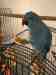 Indian Ringneck Parakeet
