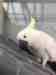 Cockatoo