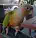 Conure