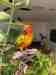 Conure