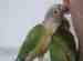 Conure