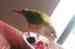 Conure