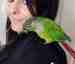 Conure