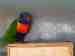 Lory / Lorikeet