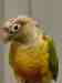 Conure