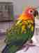 Conure