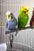 Budgerigar