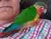 Conure