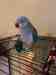 Indian Ringneck Parakeet