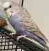 Budgerigar