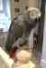 African Grey
