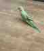 Indian Ringneck Parakeet