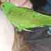 Eclectus