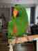 Eclectus