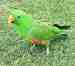Eclectus
