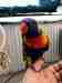 Lory / Lorikeet