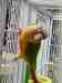 Conure