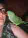 Alexandrine