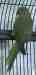 Indian Ringneck Parakeet