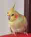 Cockatiel