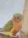 Conure