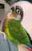 Conure