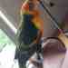 Lory / Lorikeet