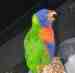 Lory / Lorikeet