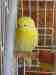 Budgerigar