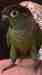 Conure