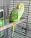 Indian Ringneck Parakeet