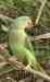Alexandrine