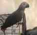 African Grey