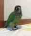 Conure