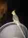 Cockatiel
