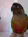 Conure