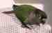 Conure