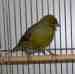 Canary