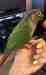 Conure