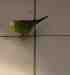 Parakeet