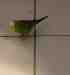 Parakeet