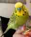 Budgerigar