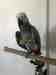 African Grey