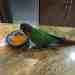 Conure