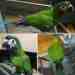 Macaw