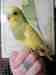 Budgerigar