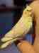 Cockatiel