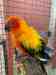 Conure