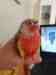 Conure