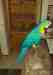 Macaw